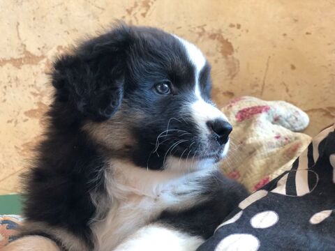 Chiots type berger australien parents lof 650 34380 Mas-de-londres