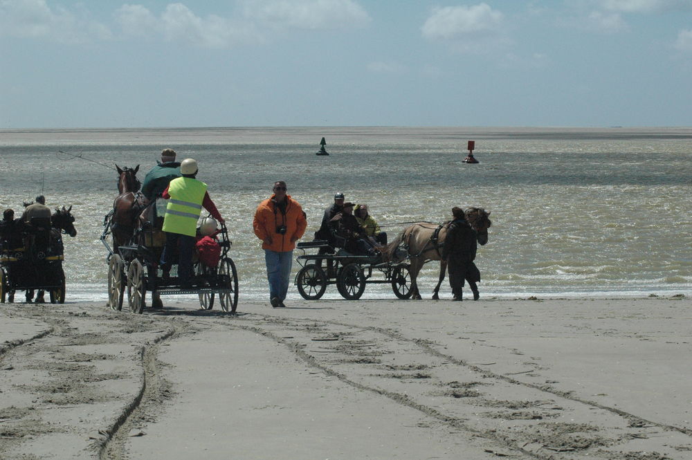   Baie de somme,Parc ornithologique du marquenterre, Picardie, Saint-Quentin-en-Tourmont (80120)