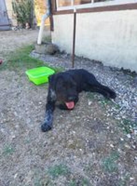   VADOR mâle type griffon 1 an 