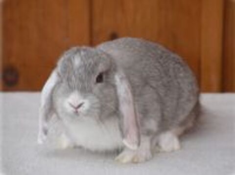   Lapins Nains Béliers  