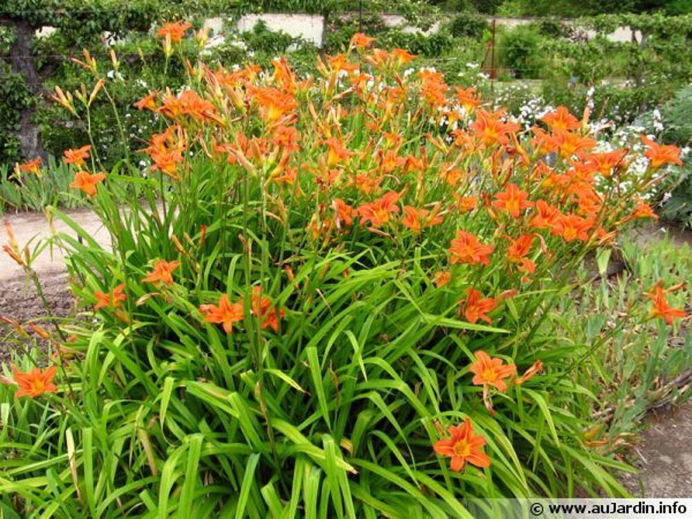 Hemerocalles
Jardin