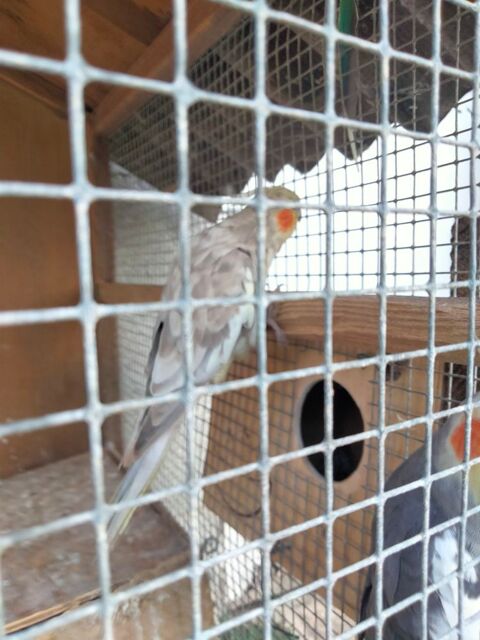 Perruche calopsitte 50 07200 Aubenas