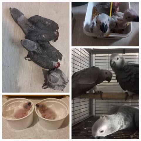 Perroquet Gris du gabon EAM 2025 1250 