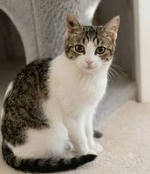  Peronnelle chatte de 10 mois gentille abandonnée cherche famille 