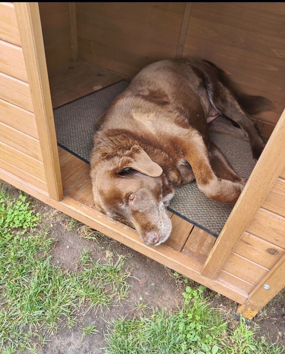 Niche pour grand chien Jardin