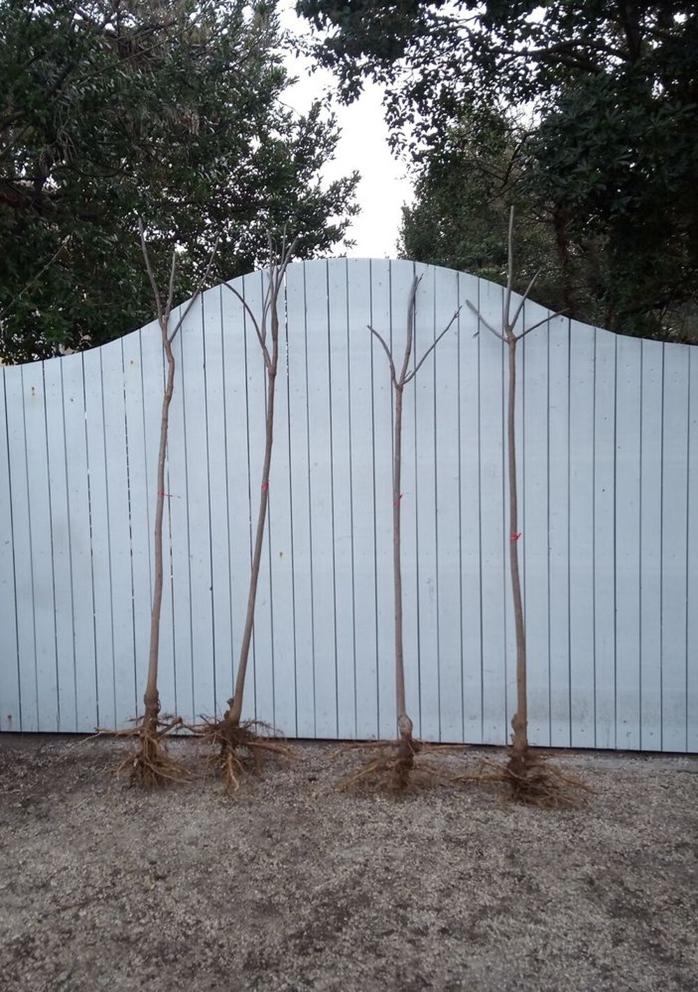 Arbre ornemental et d'ombrage &agrave; croissance rapide 'Catalpa' Jardin
