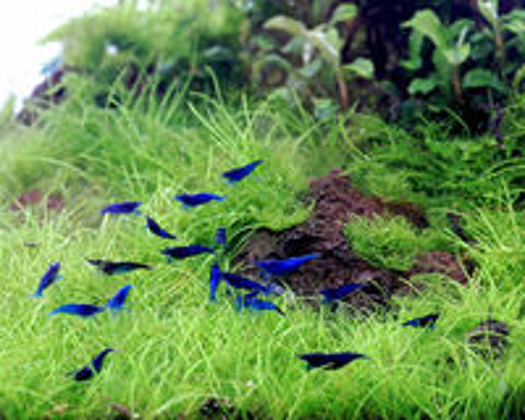   Crevettes bleues 