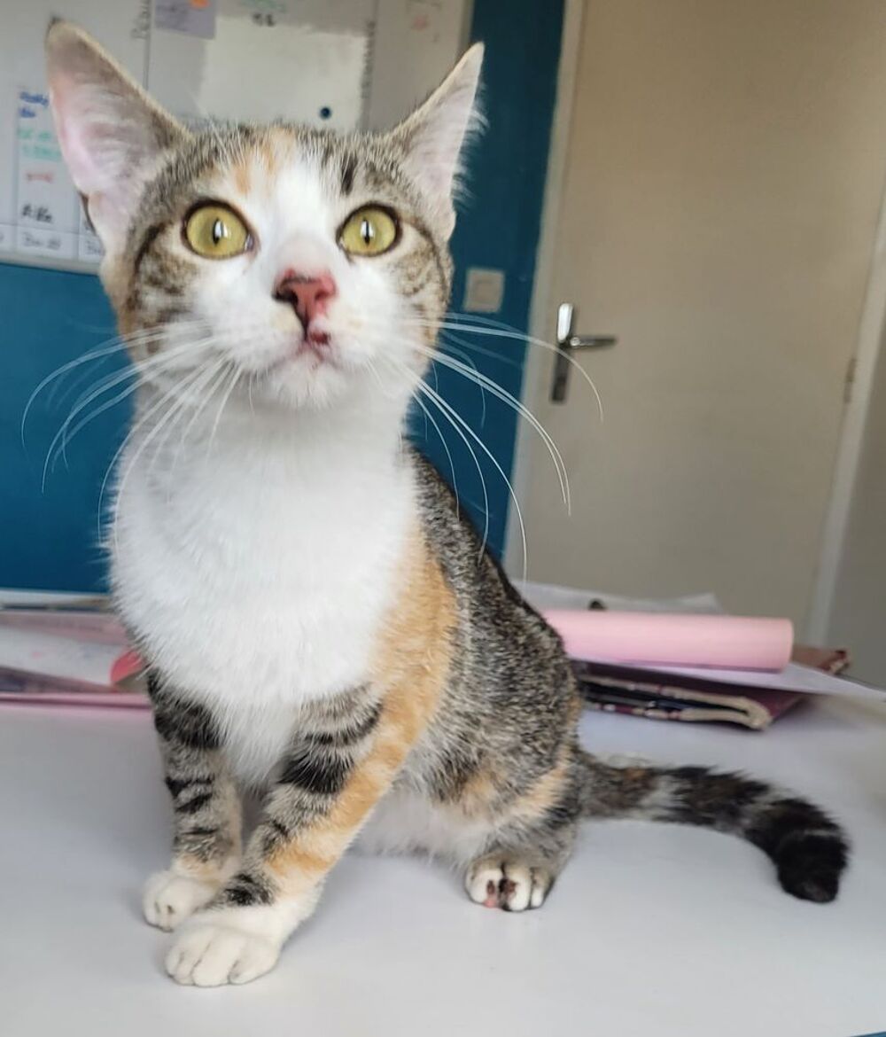   BELETTE, chatte tricolore, 1 an 