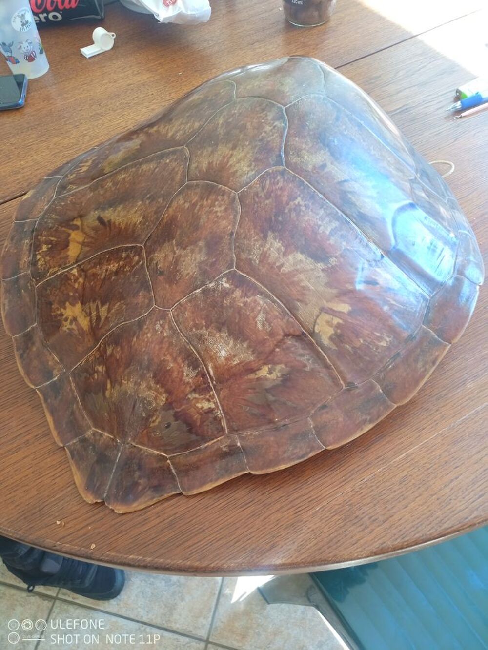  grande Carapace de tortue 