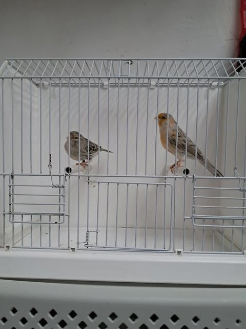 Couple de canaris 50 13340 Rognac