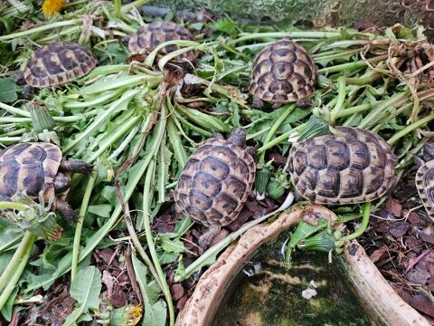 Bébé tortues grecque 100 24170 Belvs
