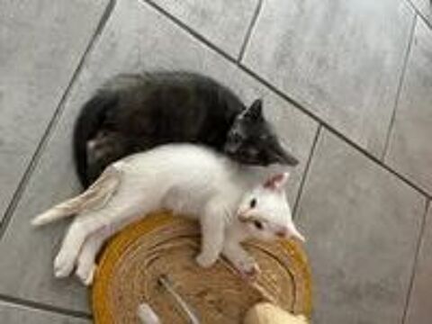   Chat BIBOU à l adoption 