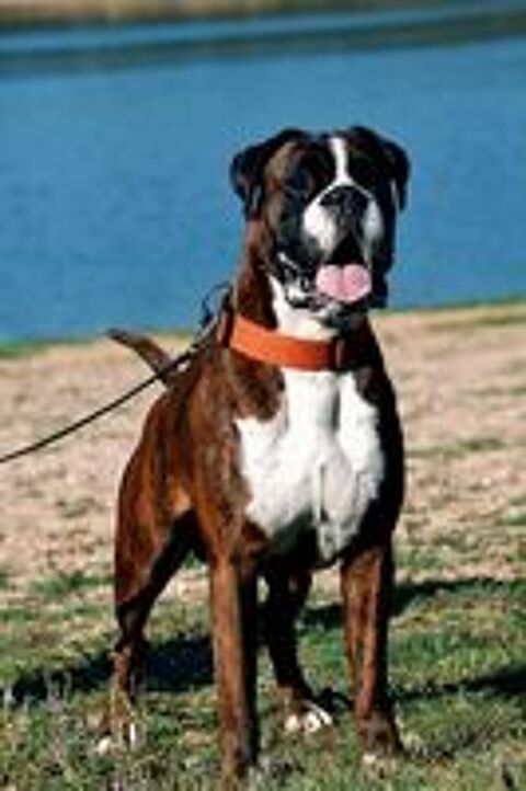   Chiots boxer LOF 