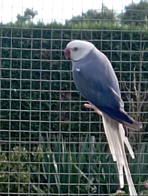 Perruche à collier 1 53170 Meslay-du-maine