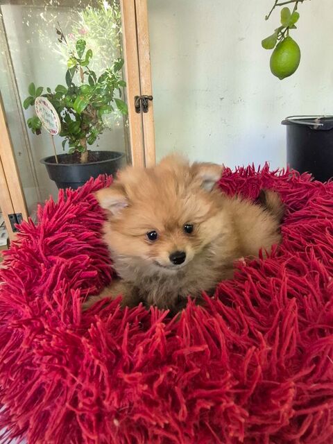 chiot spitz 1200 17400 Saint-denis-du-pin