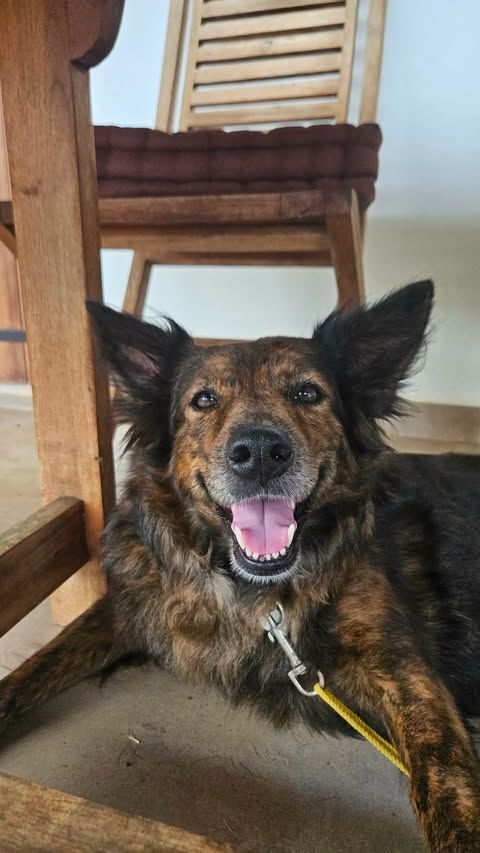 Zelda la c&acirc;line 350 62000 Arras