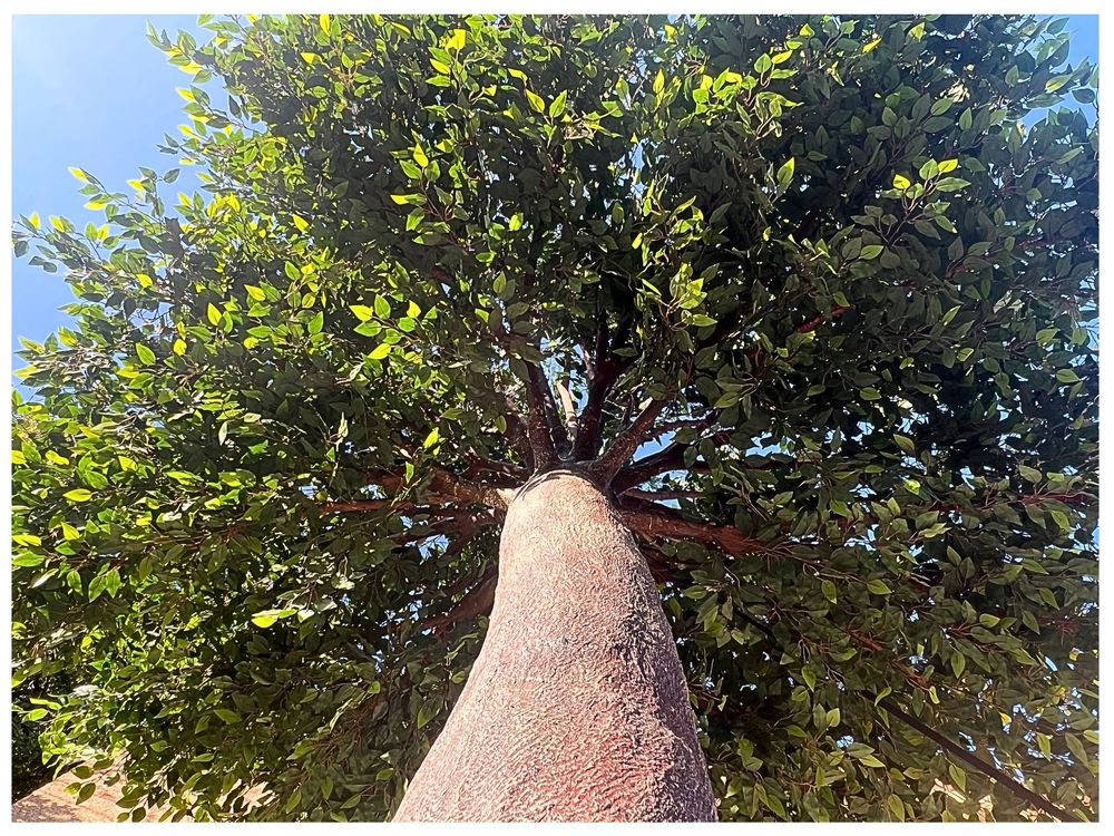 FICUS VERT ARTIFICIEL 4,50 M ? D&Eacute;STOCKAGE Décoration
