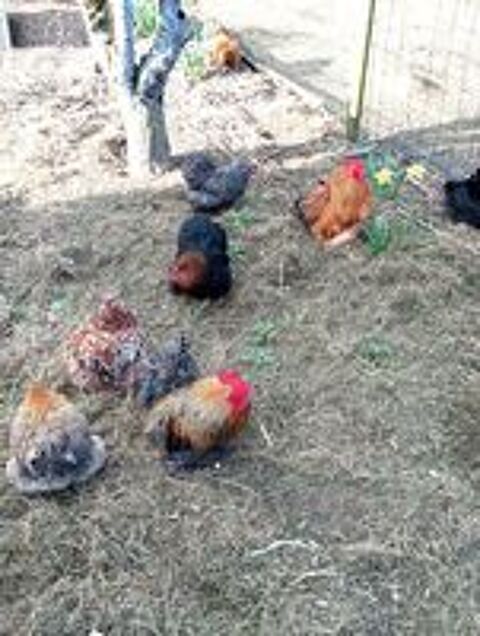   oeufs de pékin (poules naines ) 