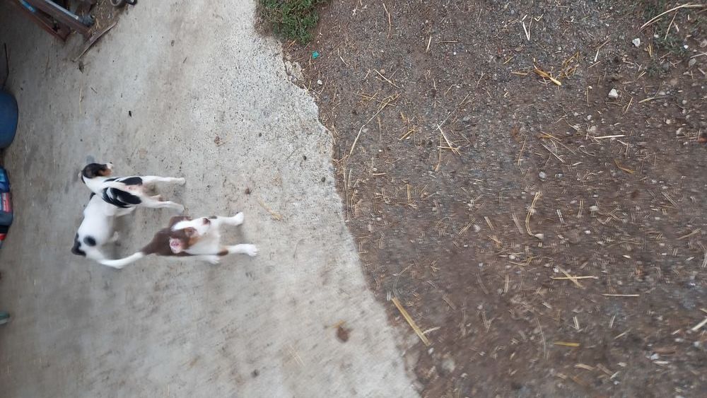   Chien  ratier 
