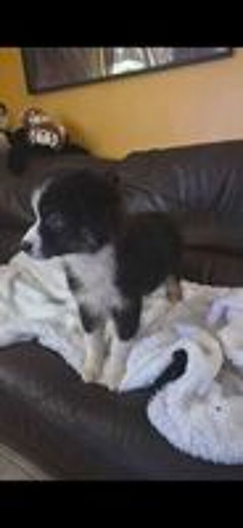   chiot berger australien disponible 