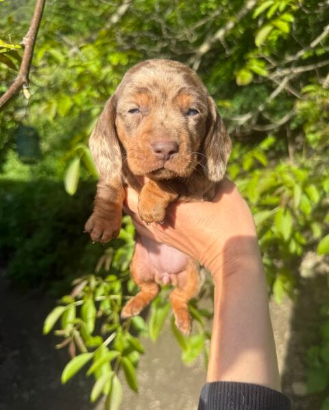 Sublimes chiots teckels Kaninchen arlequin papa Champion 3300 38450 Vif