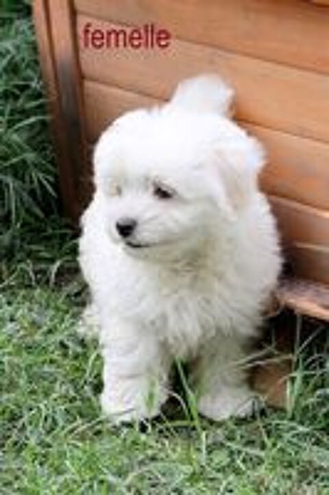   Chiots Coton de Tuléar NON LOF 