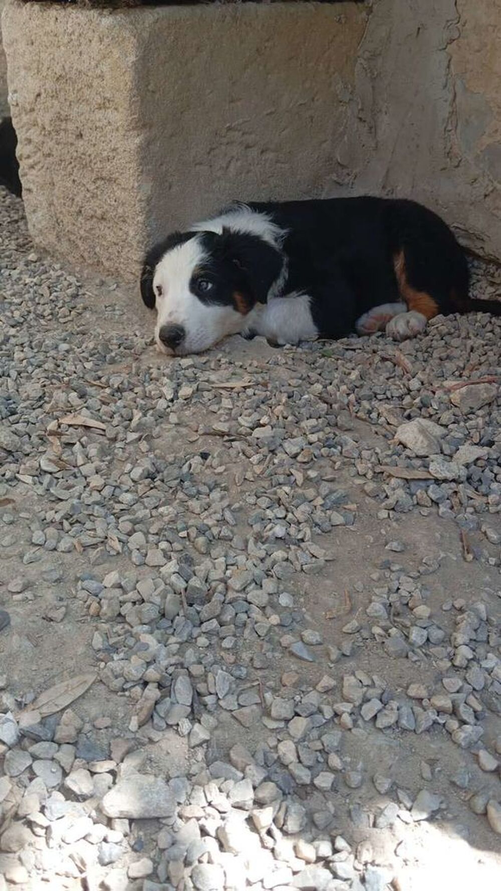   Chiot  