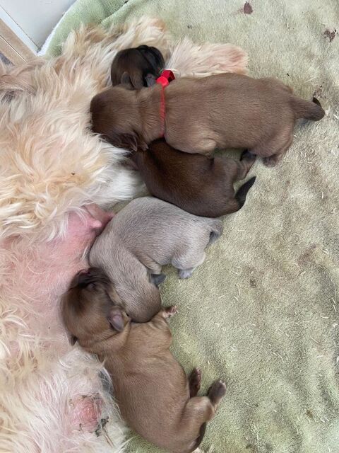 chiots hava tzu non LOF 1000 61230 Cisai-saint-aubin