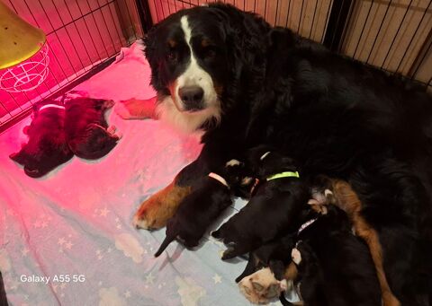 Magnifiques chiots bouviers bernois 1600 01290 Saint-andr�-d'huiriat