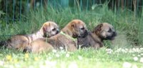   Type  Border terrier fauve 