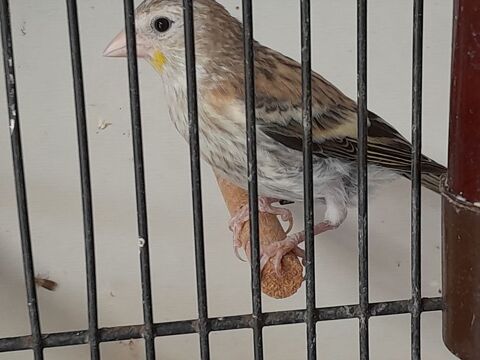 MALE HYBRIDE AGATE 2026 100 95170 Deuil-la-barre