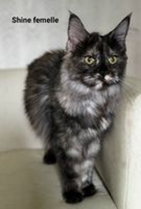   Maine Coon  