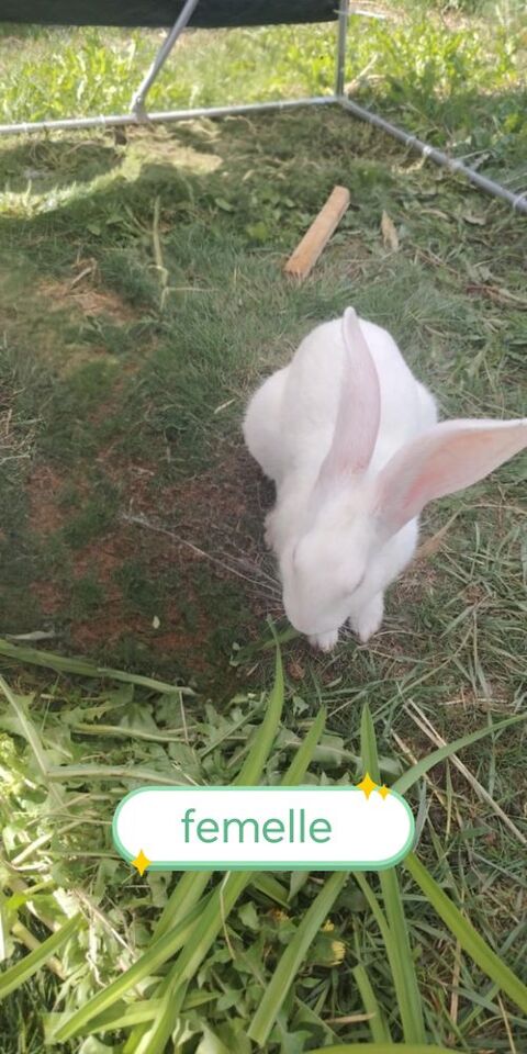Cochondinde lapin 10 62460 Divion