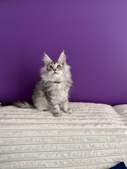 chatons Maine Coon non loof 91470 Limours