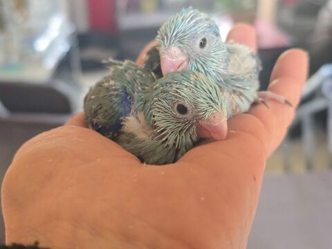 Toui c&eacute;leste eam 150 77240 Vert-saint-denis