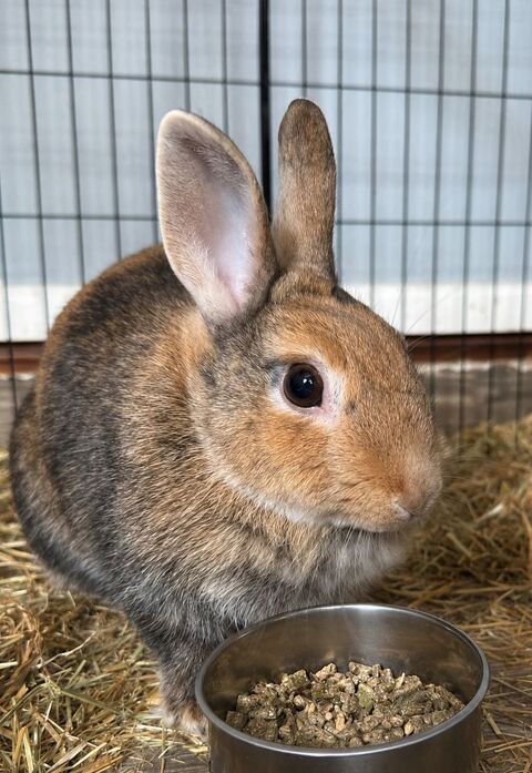 Lapin à  donner Paris 18 (75)