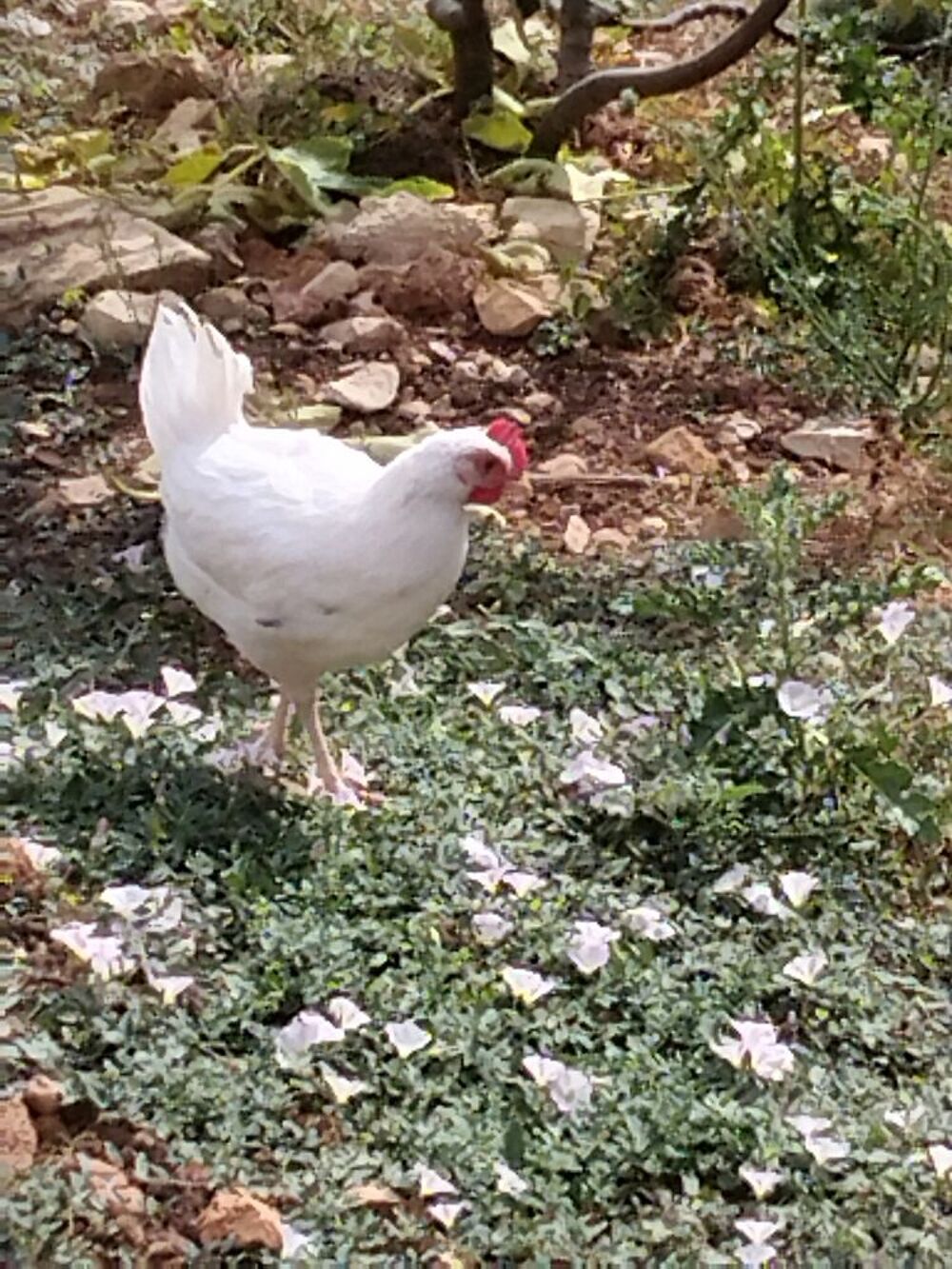   Coq ? 