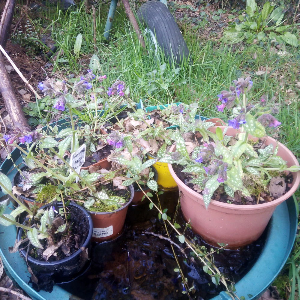 Pulmonaria Jardin