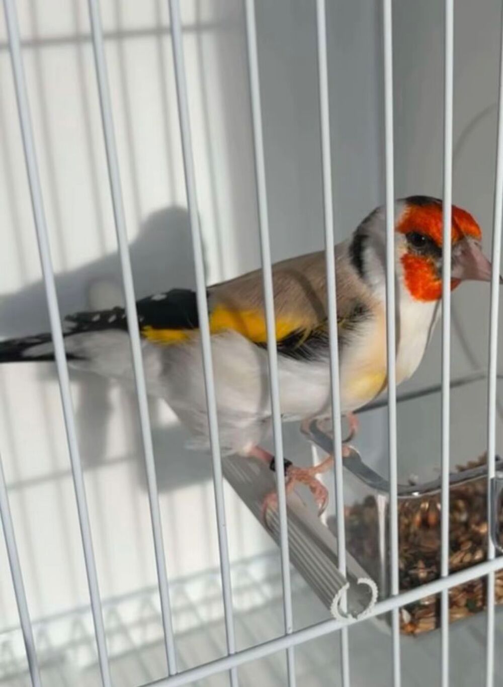   Canari mâle 