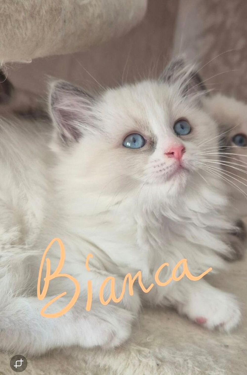   vend quatre femelle Ragdoll sur Derval 44590 