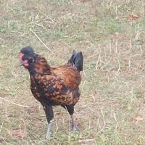   Magnifique coq nain de 3 mois
