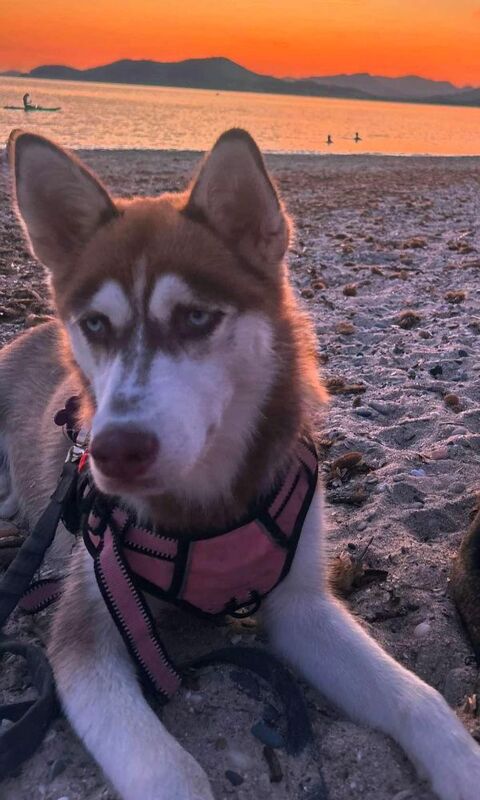 Husky femelle 550 55600 Marville