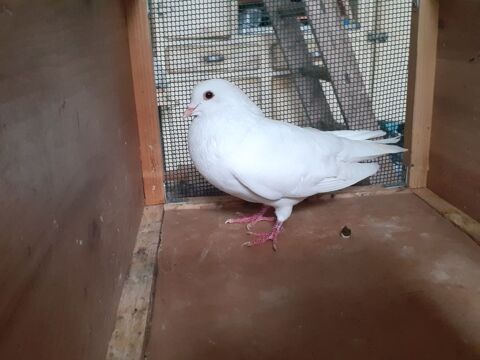 COUPLE DE PIGEONS ADULTES 15 33130 B�gles