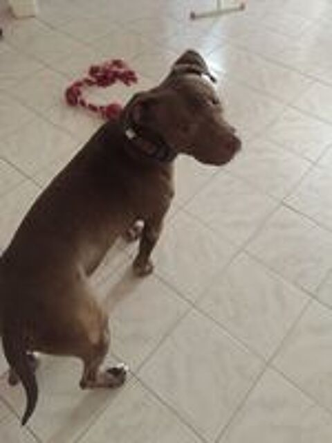   Denver, 4 ans, cherche  un  bon  foyer  