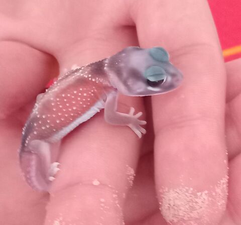 Gecko Nephrurus levis pilbarensis 200 93500 Pantin