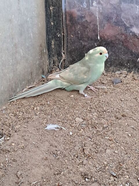 Couple de kakariki 90 07100 Boulieu-l�s-annonay