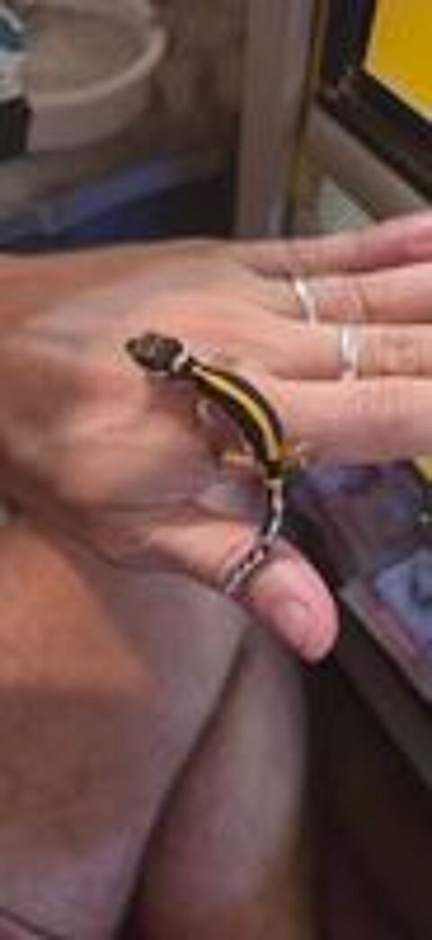   Gecko Leopard Juvenile  