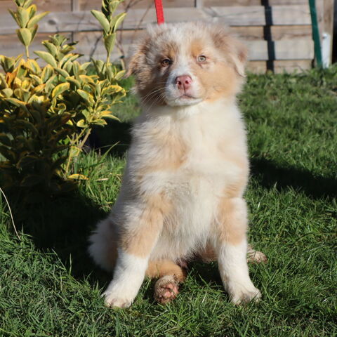 CHIOTS BERGER AUSTRALIEN DISPONIBLES ! 1050 71110 C�ron