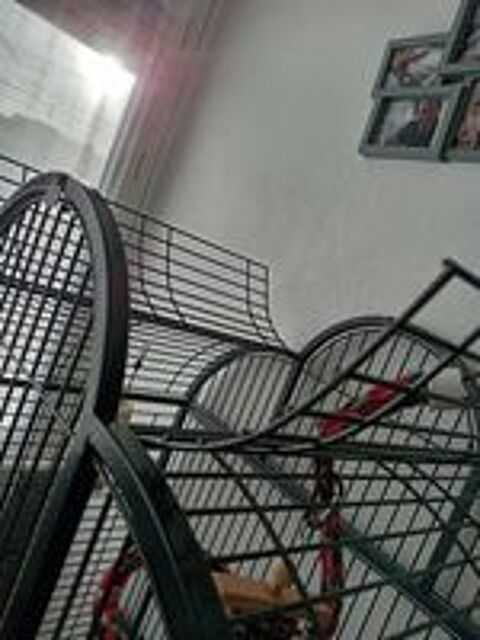   Cage Perroquets  