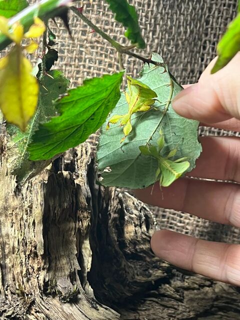 Phasmes feuilles 5 78490 Galluis
